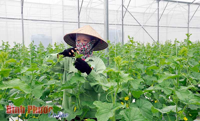 Bình Phước trên đường đổi mới (Bài cuối)