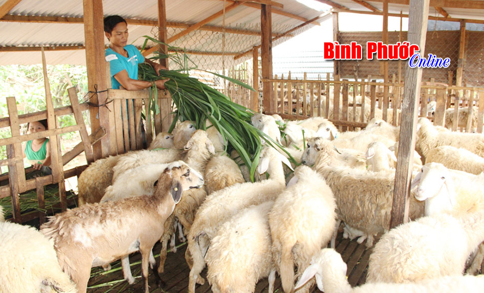 Nuôi 100 con cừu - lời 170 triệu đồng/năm Nuôi 100 con cừu - lời 170 triệu đồng/năm