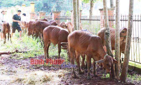 15 hộ đồng bào DTTS được hỗ trợ bò giống