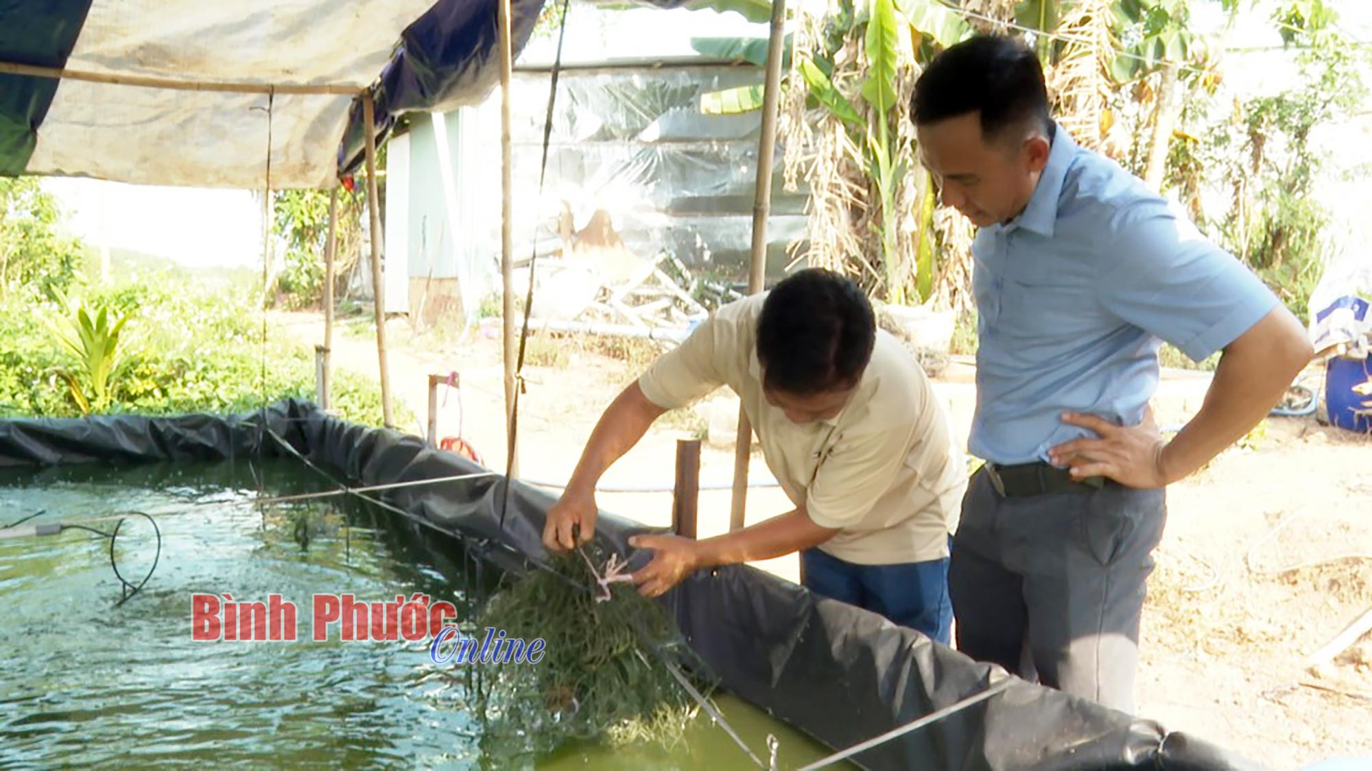 Bỏ phố về quê nuôi cá