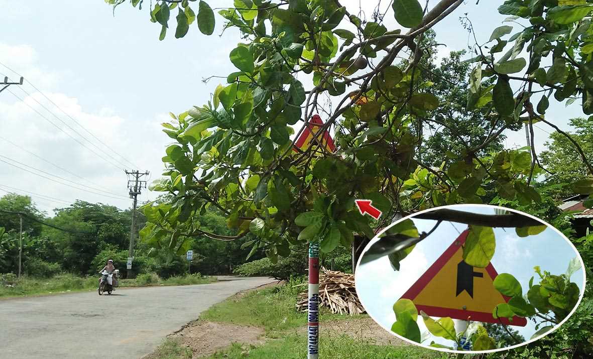 Biển báo bị che khuất
