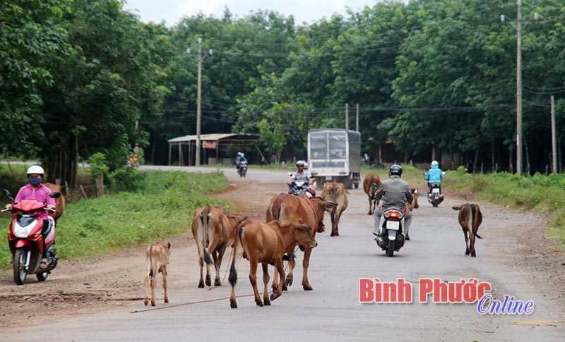 Bò cản trở giao thông