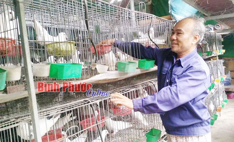 Tuổi 56, khởi nghiệp từ nuôi bồ câu