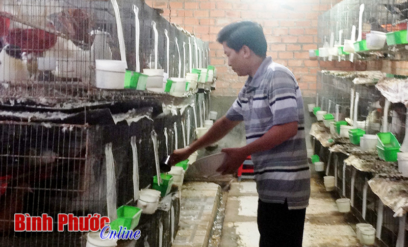 Bồ câu Pháp: Nuôi chơi ăn thật Bồ câu Pháp: Nuôi chơi ăn thật