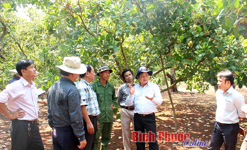 Lãnh đạo Bộ NN-PTNT khảo sát thực tế vườn điều tại huyện Phú Riềng Lãnh đạo Bộ NN-PTNT khảo sát thực tế vườn điều tại huyện Phú Riềng
