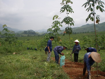 Cao su Lộc Ninh bón phân cá thay phân vô cơ Cao su Lộc Ninh bón phân cá thay phân vô cơ