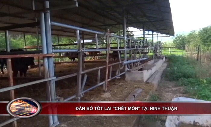 Bản tin 100 độ ngày 29-9: Đàn bò tót lai “chết mòn” tại Ninh Thuận Bản tin 100 độ ngày 29-9: Đàn bò tót lai “chết mòn” tại Ninh Thuận