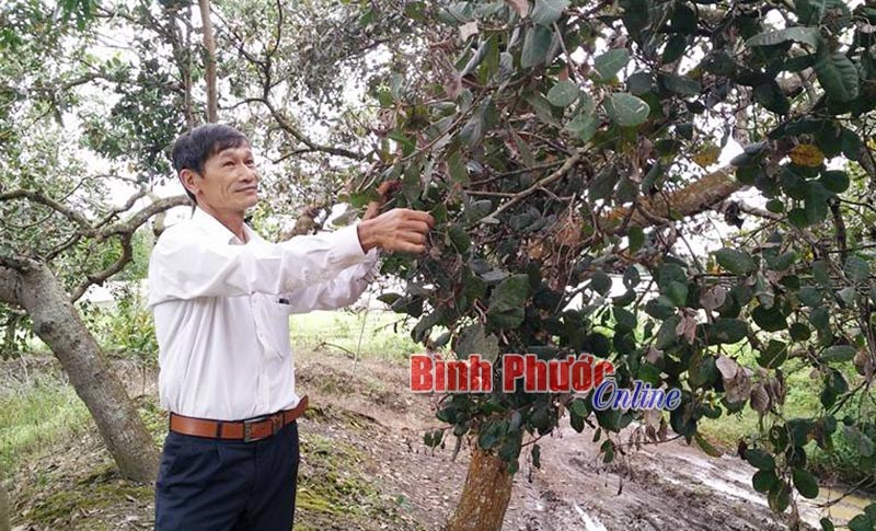 Bọ xít muỗi phá hoại 1.500 ha điều ở Long Hà Bọ xít muỗi phá hoại 1.500 ha điều ở Long Hà