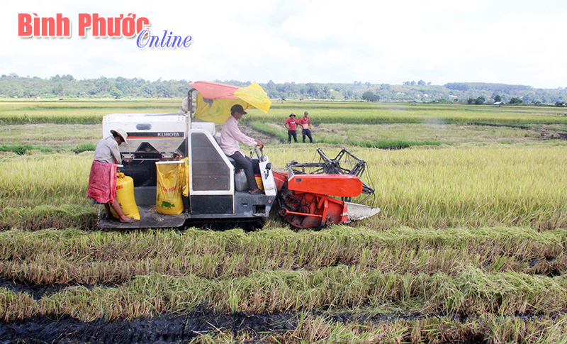 Bù Ca Mau rộn ràng mùa thu hoạch lúa Bù Ca Mau rộn ràng mùa thu hoạch lúa