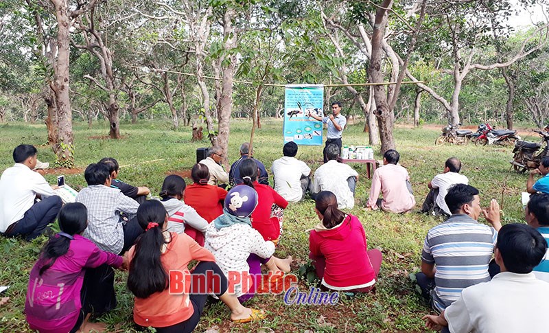 Bù Đăng tập trung phát triển cây điều Bù Đăng tập trung phát triển cây điều