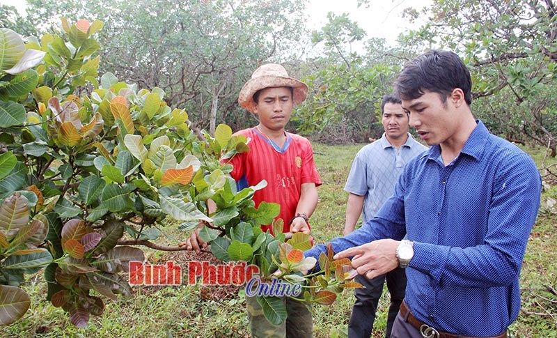 BÙ ĐĂNG: Nhiều tín hiệu khả quan vụ điều 2017-2018 BÙ ĐĂNG: Nhiều tín hiệu khả quan vụ điều 2017-2018