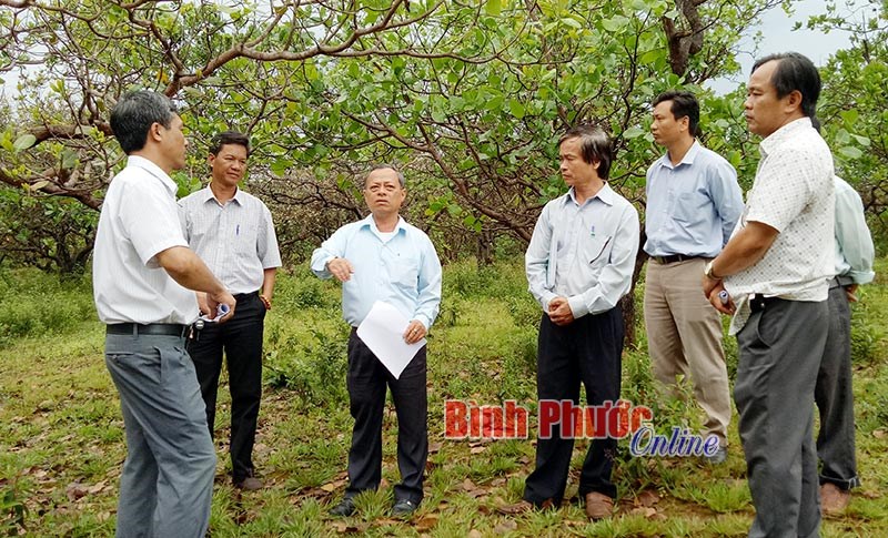 Bù Đăng ra quân phòng, chống bệnh hại trên cây điều Bù Đăng ra quân phòng, chống bệnh hại trên cây điều