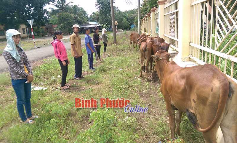 Bù Đốp trao 36 bò cái sinh sản cho hộ nghèo Bù Đốp trao 36 bò cái sinh sản cho hộ nghèo