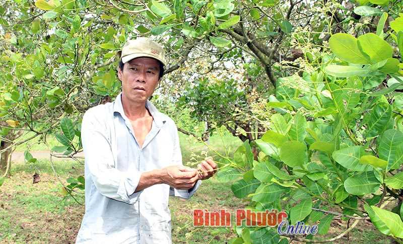 Bù Đốp chủ động phòng, chống dịch bệnh trên cây trồng Bù Đốp chủ động phòng, chống dịch bệnh trên cây trồng