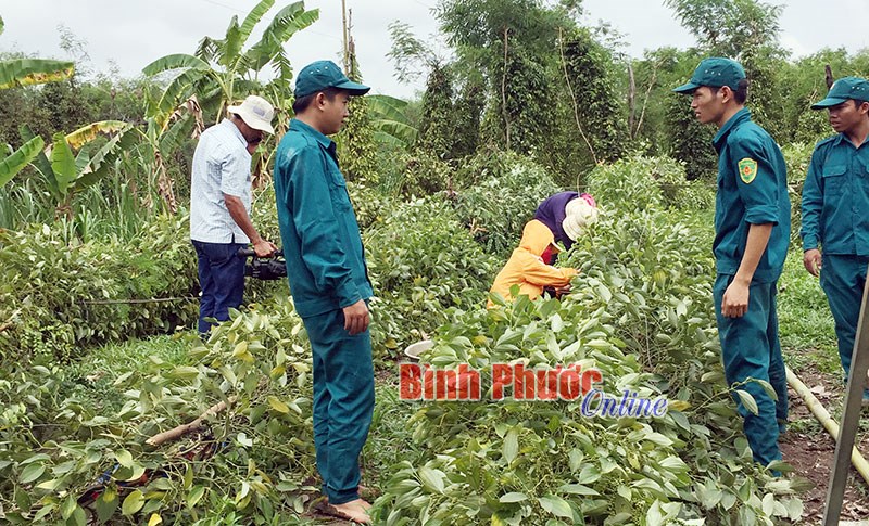 Bù Đốp thiệt hại nặng do lốc xoáy Bù Đốp thiệt hại nặng do lốc xoáy
