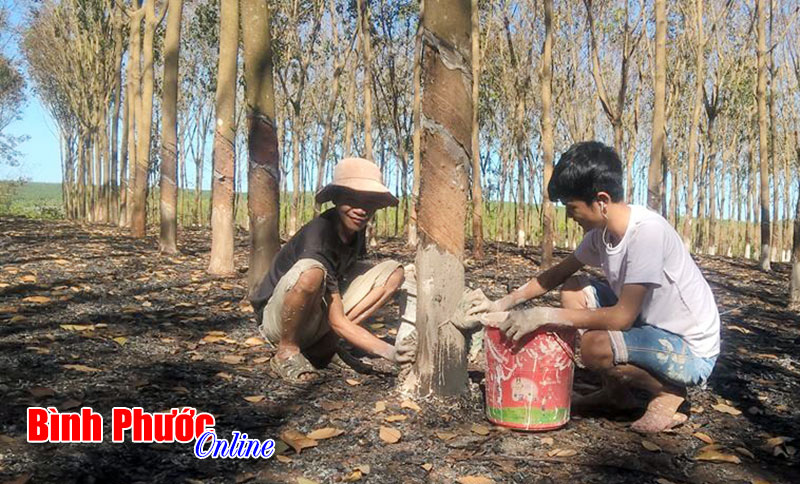 Bù Đốp: 3 ha cao su 10 năm tuổi bị cháy Bù Đốp: 3 ha cao su 10 năm tuổi bị cháy