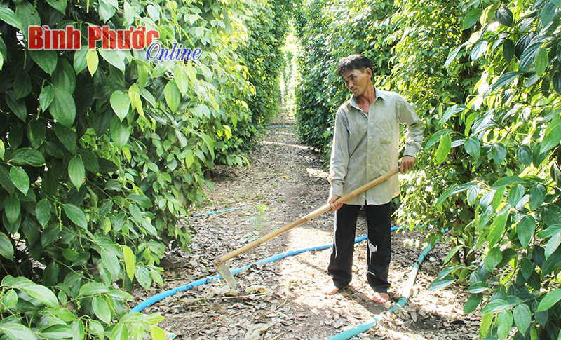 Bù Đốp: Dự báo một mùa tiêu không vui Bù Đốp: Dự báo một mùa tiêu không vui