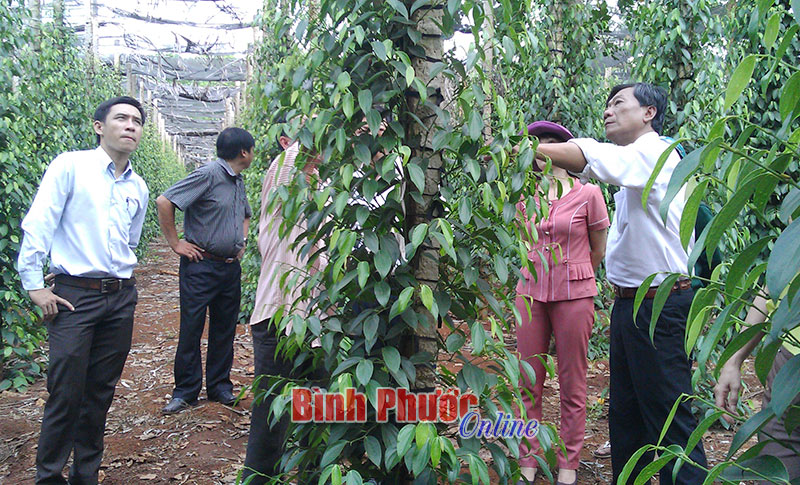 Bước chuyển biến của phong trào nông dân xã Thuận Lợi