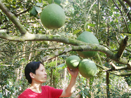 Không trồng cao su... vẫn giàu Không trồng cao su... vẫn giàu