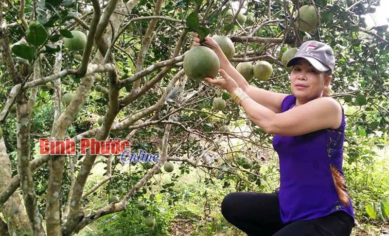 Bưởi da xanh vào vụ tết Bưởi da xanh vào vụ tết