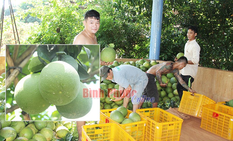 Giá trái cây cận tết tăng mạnh Giá trái cây cận tết tăng mạnh