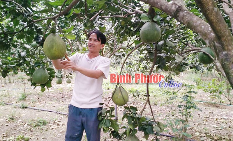 “Ngọt” từ bưởi da xanh “Ngọt” từ bưởi da xanh