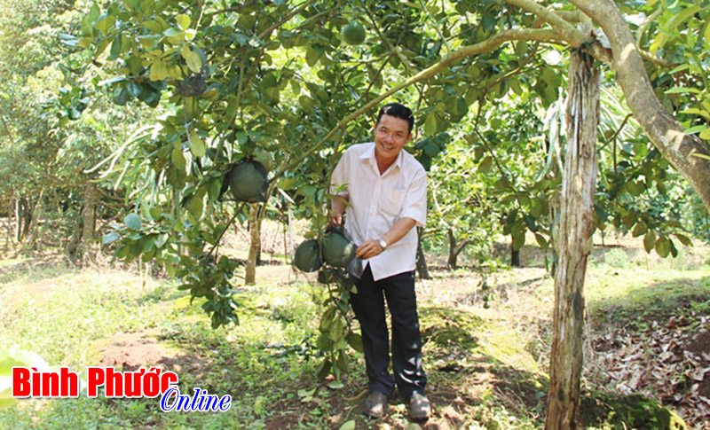 Bưởi da xanh “hút hàng” Bưởi da xanh “hút hàng”