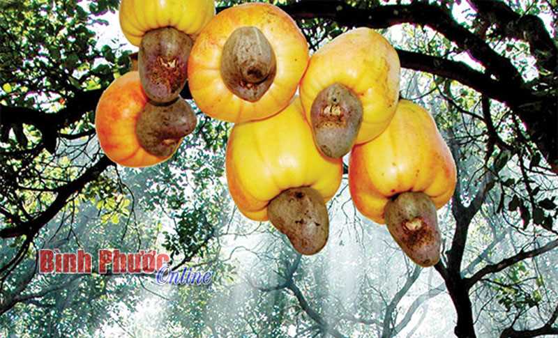 Từ số không đến “số một thế giới”!