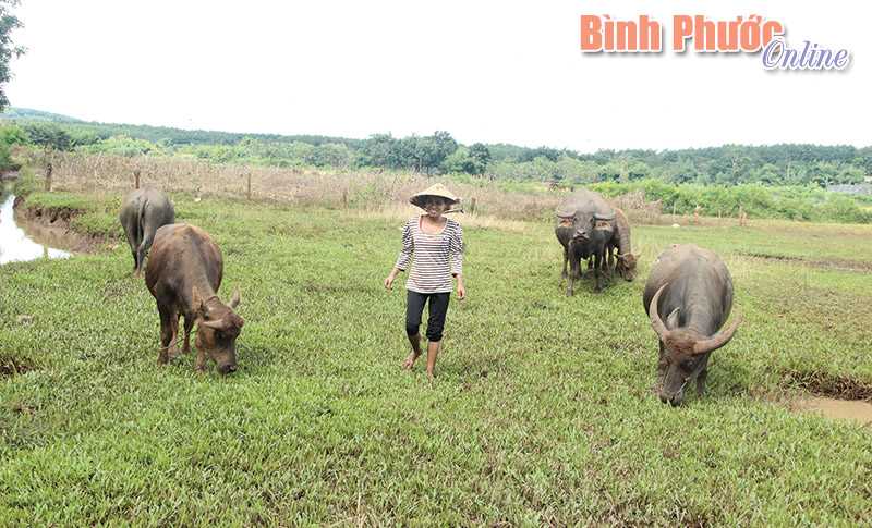 Đồng bào thôn Thiện Cư thoát nghèo nhờ nuôi trâu Đồng bào thôn Thiện Cư thoát nghèo nhờ nuôi trâu