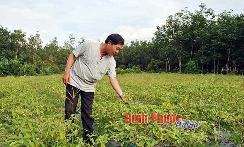 Trồng cà pháo - một vốn bốn lời