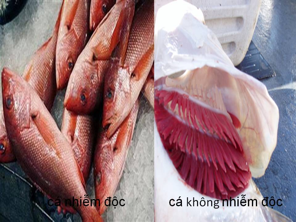 Ăn cá chết nhiễm độc nguy hại sức khỏe thế nào? Ăn cá chết nhiễm độc nguy hại sức khỏe thế nào?