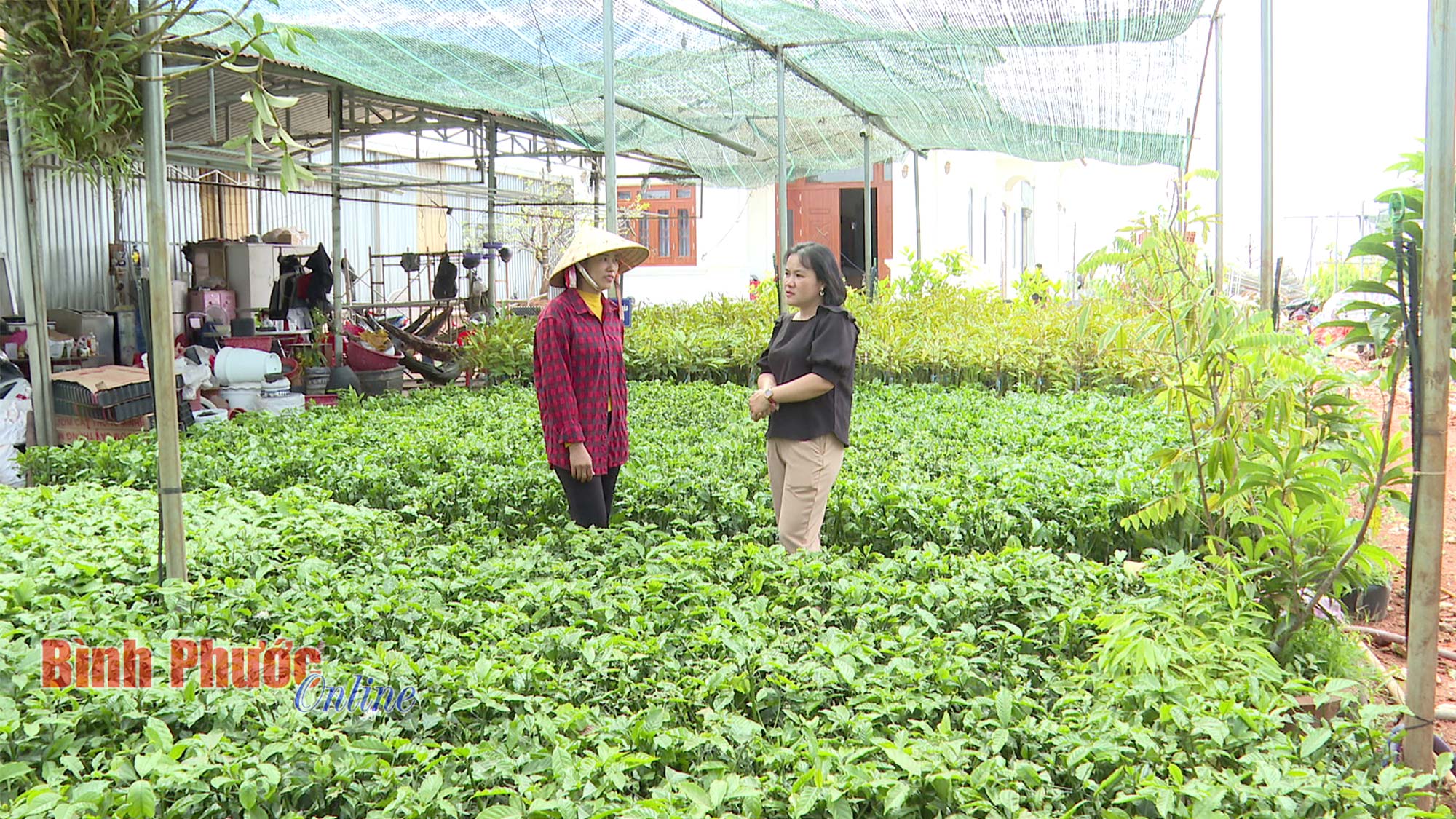 Cà phê giống hút hàng