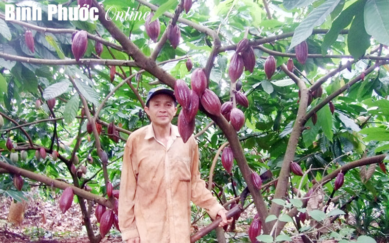 cacao(1).jpg