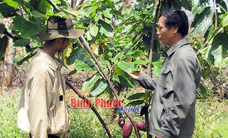 Cơ hội để HTX phát triển nhanh và bền vững Cơ hội để HTX phát triển nhanh và bền vững