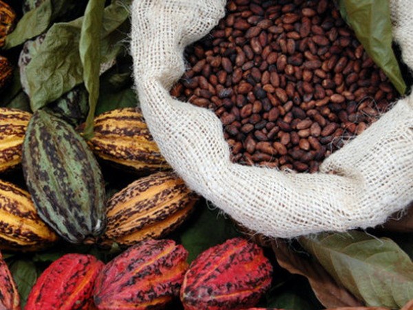 cacao27102014024700.jpg