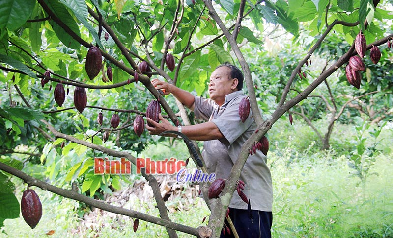 cacao28122017103553.jpg