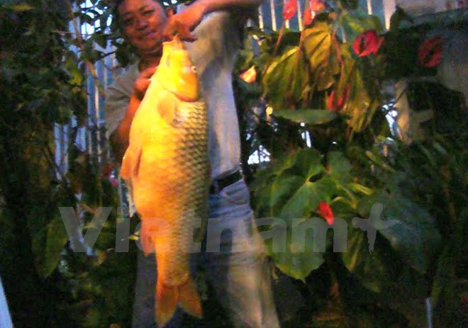 Câu được con cá chép vàng khổng lồ nặng hơn 10kg ở Lâm Đồng Câu được con cá chép vàng khổng lồ nặng hơn 10kg ở Lâm Đồng