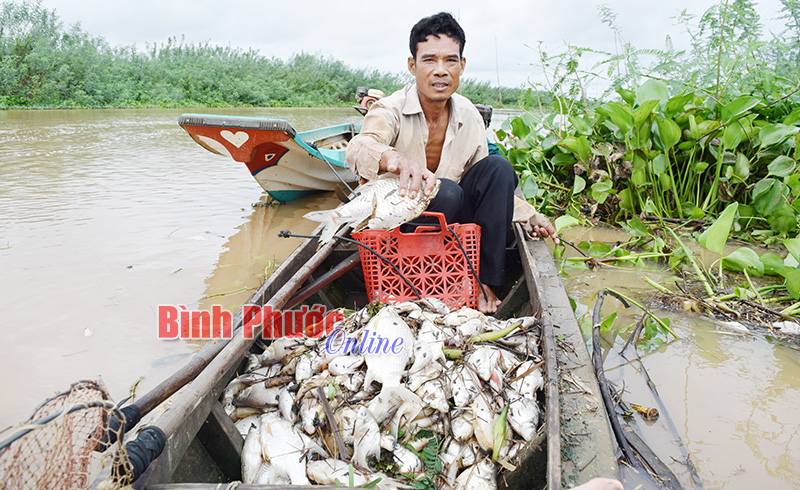 Cá chết nổi trắng sông Sài Gòn Cá chết nổi trắng sông Sài Gòn