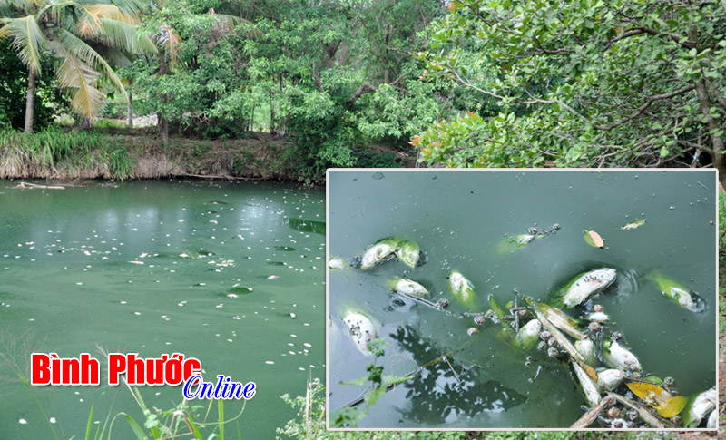Cá chết trắng ao nghi do ô nhiễm nguồn nước Cá chết trắng ao nghi do ô nhiễm nguồn nước