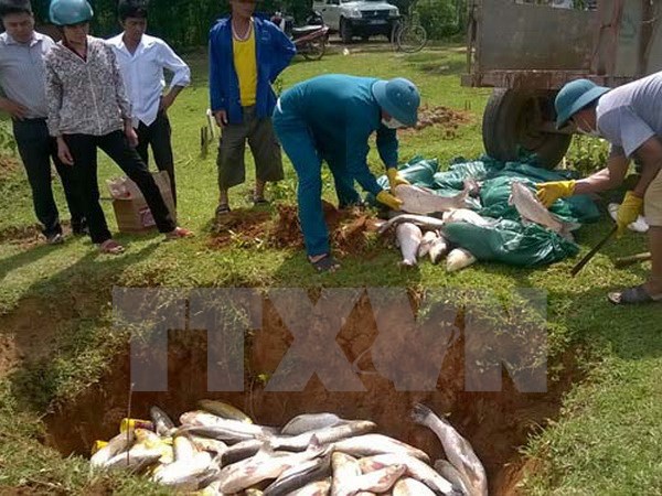 Xác định nguyên nhân khiến cá nuôi bị chết tại đảo Phú Quý Xác định nguyên nhân khiến cá nuôi bị chết tại đảo Phú Quý