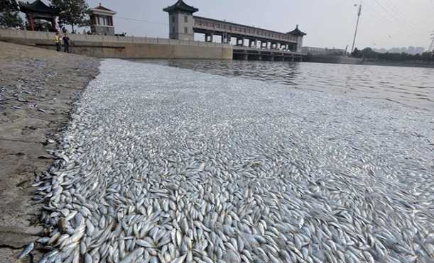 Để bảo vệ môi trường hiệu quả