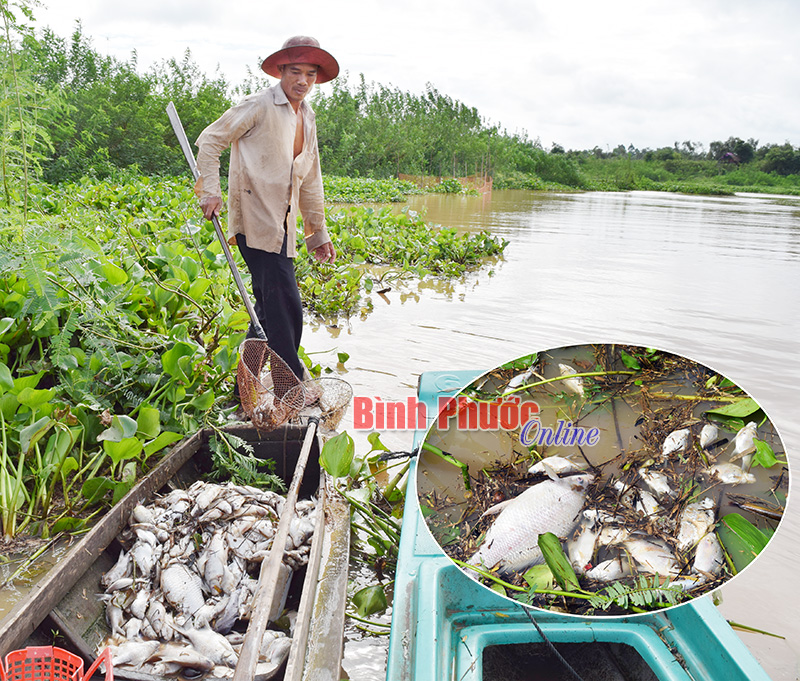 Xin đừng “bức tử” sông Sài Gòn!