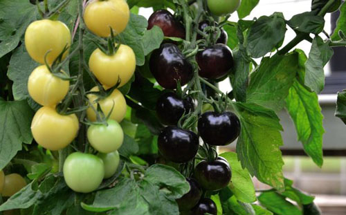 Cây cà chua cho quả hai màu Cây cà chua cho quả hai màu