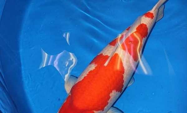 Cá chép Koi phá kỷ lục thế giới với trị giá gần 2 triệu USD Cá chép Koi phá kỷ lục thế giới với trị giá gần 2 triệu USD