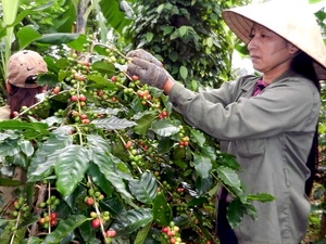 caffevn.jpg