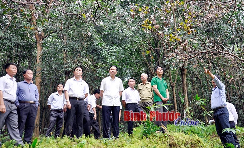Cả hệ thống chính trị vào cuộc cứu cây điều Cả hệ thống chính trị vào cuộc cứu cây điều