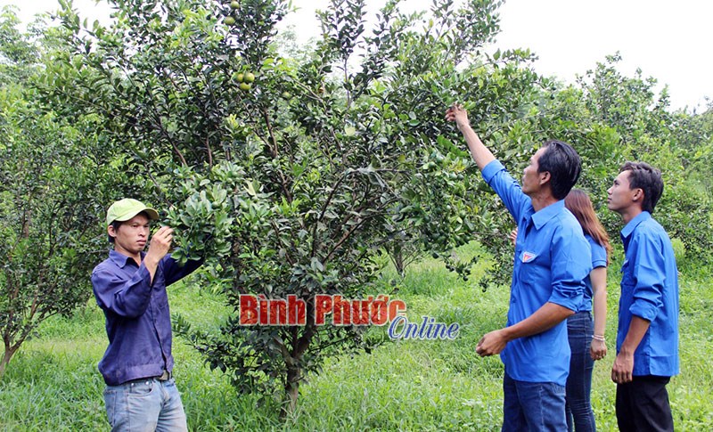 Cải thiện thu nhập từ trồng cây có múi Cải thiện thu nhập từ trồng cây có múi
