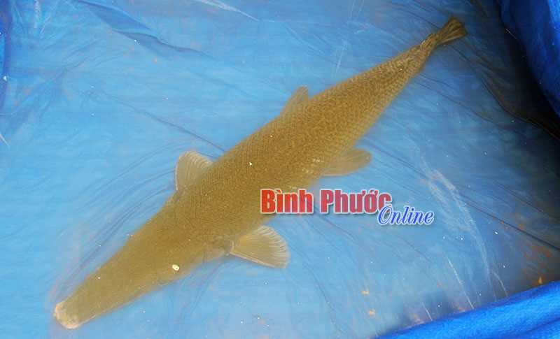 Phát hiện cá lạ trên hồ Thác Mơ Phát hiện cá lạ trên hồ Thác Mơ