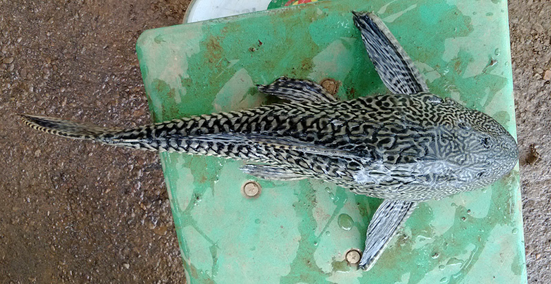 calaukieng.jpg