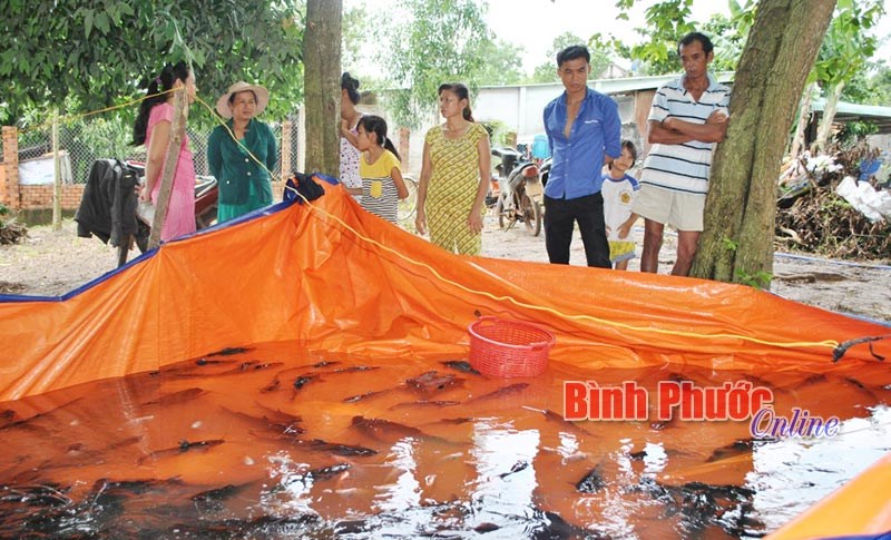 Cá lồng bè trên hồ Suối Giai chết hàng loạt Cá lồng bè trên hồ Suối Giai chết hàng loạt